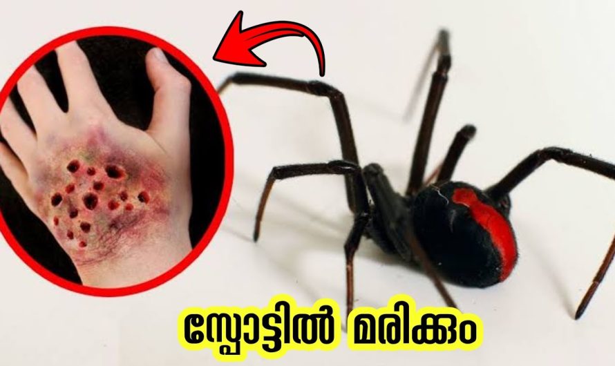 ഇതൊക്കെ അടുതൂടെ പോയാൽ പോലും സൂക്ഷിക്കണം |