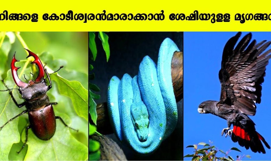 കോടീശ്വരനാകണോ എങ്കിൽ ഈ മൃഗങ്ങളെ വളർത്തിയാൽ മതി…!