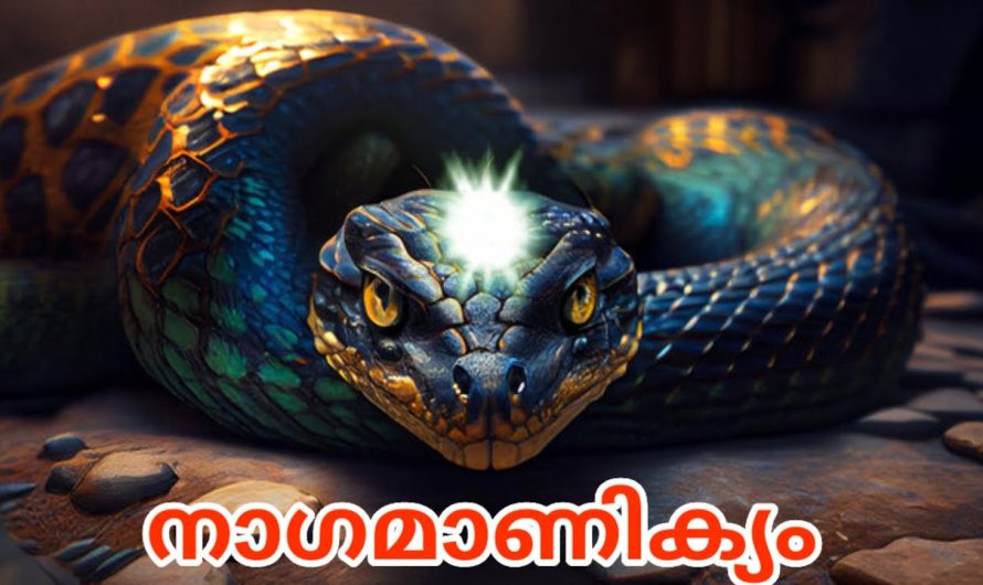 നാഗമാണിക്യം എടുക്കുന്നതിൻ്റെ സത്യാവസ്ഥ..!😱