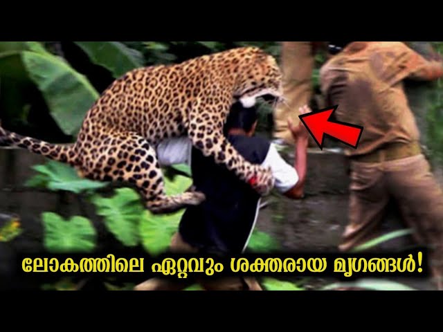 ലോകത്തിലെ ഏറ്റവും ശക്തരായ മൃഗങ്ങൾ!💪