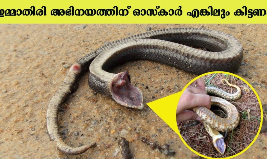 ഈ ജീവികൾ ഇങ്ങനെയും ചെയ്യുമോ എന്ന് തോന്നിയേക്കാവുന്ന സംഭവങ്ങൾ