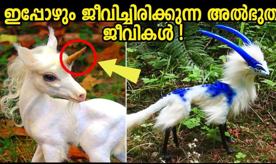 നിങ്ങൾ ആദ്യമായി കാണാൻ പോകുന്ന ജീവികൾ