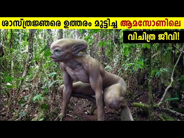Amazon വനത്തിലെ വിചിത്ര ജീവികൾ!😱