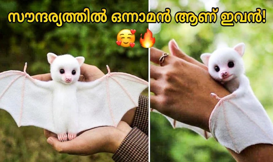 ലോകത്തിലെ ഏറ്റവും ഭംഗിയുള്ള 10 മൃഗങ്ങൾ