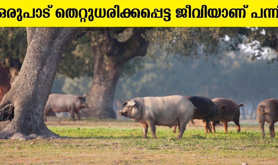 പന്നിയെക്കുറിച്ച നിങ്ങൾക്കറിയാത്ത രഹസ്യങ്ങൾ
