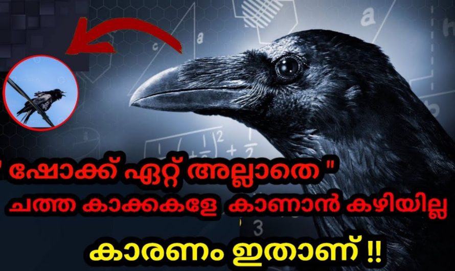 ചത്ത കാക്കകളെ നമ്മൾ ആരും കാണാത്തത് എന്തുകൊണ്ട്?😱