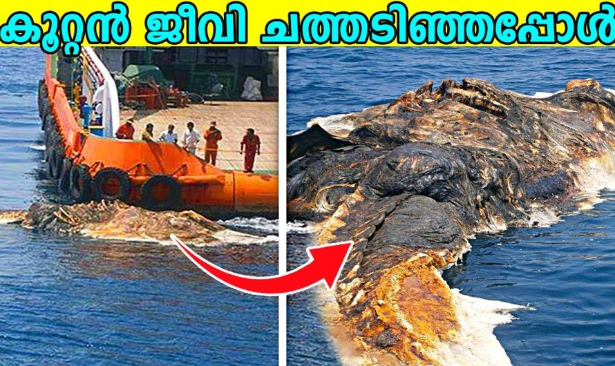 ക്യാമറയിൽ പതിഞ്ഞ അത്ഭുതപ്പെടുത്തുന്ന സംഭവങ്ങൾ