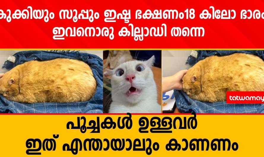 കുക്കിയും സൂപ്പും ഇഷ്ട ഭക്ഷണം’, 18 കിലോ ഭാരം,ഇവനൊരു കില്ലാഡി തന്നെ