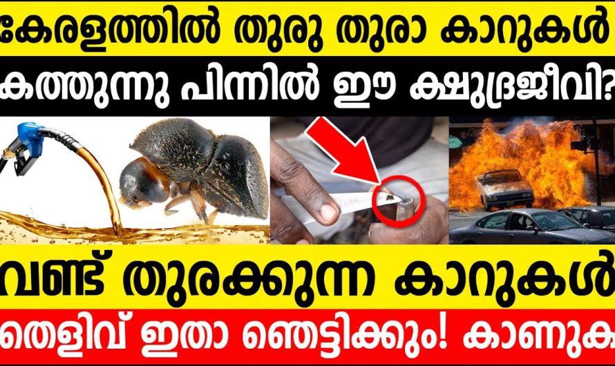 വണ്ടി തുരക്കുന്ന വണ്ടുകള്‍! തെളിവ്| കാറുകള്‍ തീ പിടിക്കാന്‍ കാരണം ഈ വണ്ടുകളും?