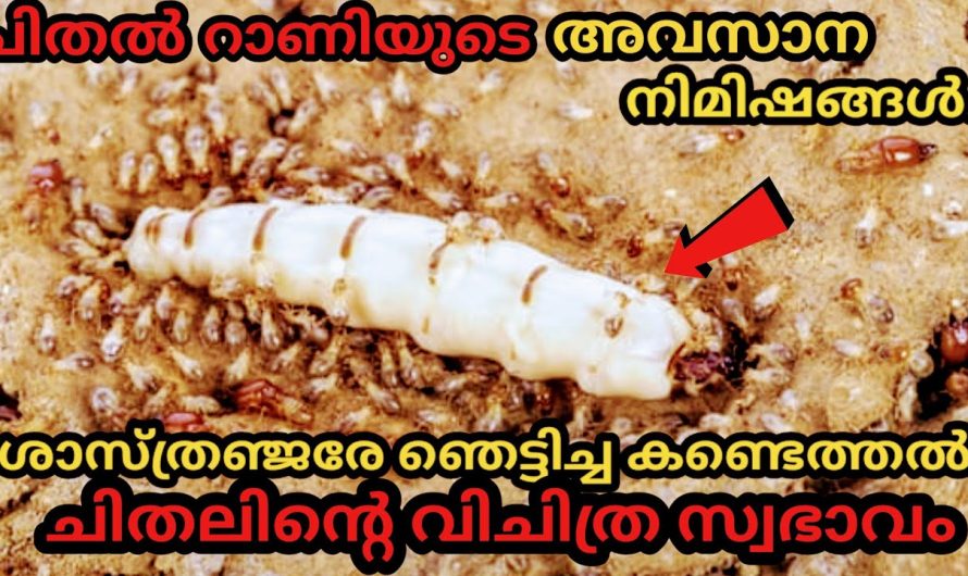 ശാസ്ത്രലോകത്തെ അൽഭുതപ്പെടുതിയ ചിതലിൻ്റെ സ്വഭാവം