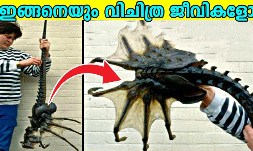 ഇതൊക്കെ ഇത്രയും വലുതാകുമായിരുന്നോ !
