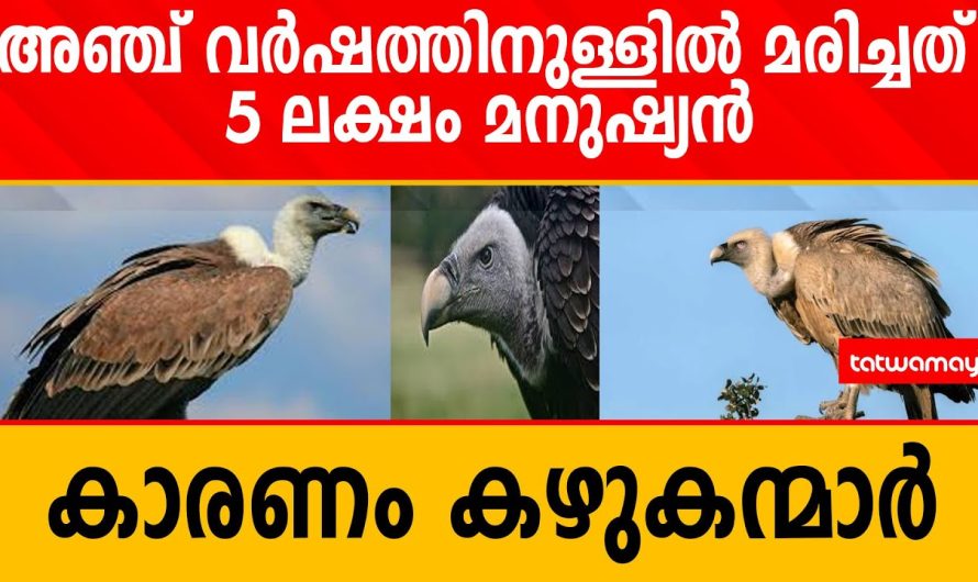 അഞ്ച് വർഷത്തിനുള്ളിൽ മ_രി_ച്ച_ത് 5 ലക്ഷം മനുഷ്യൻകാരണം കഴുകന്മാർ