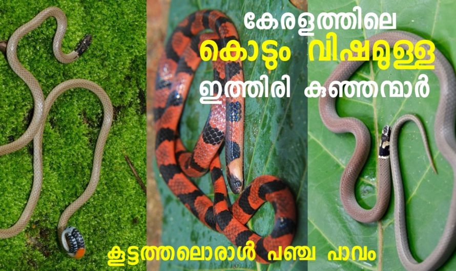 ഉഗ്ര വിഷമുള്ള കേരളത്തിലെ കുഞ്ഞൻ പാമ്പുകൾ