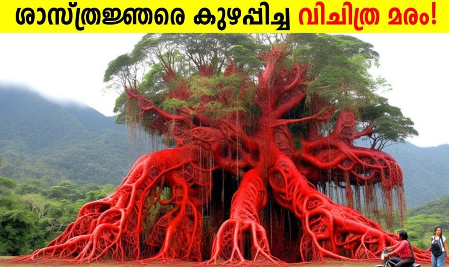 ഈ മരത്തിന്റെ അടുത്തേക്ക് പോകരുത്!😱
