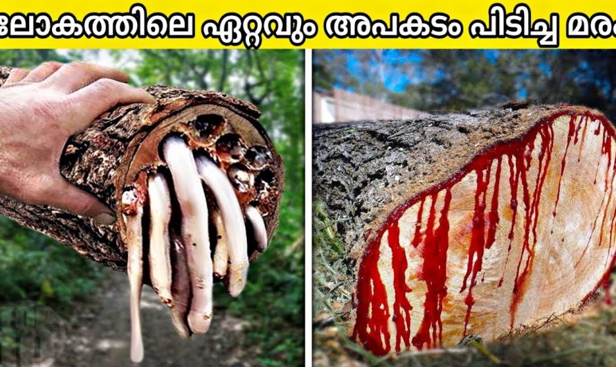 നിങ്ങൾ ഒരിക്കലും തൊടാൻ പാടില്ലാത്ത 10 അപകടകരമായ മരങ്ങൾ!