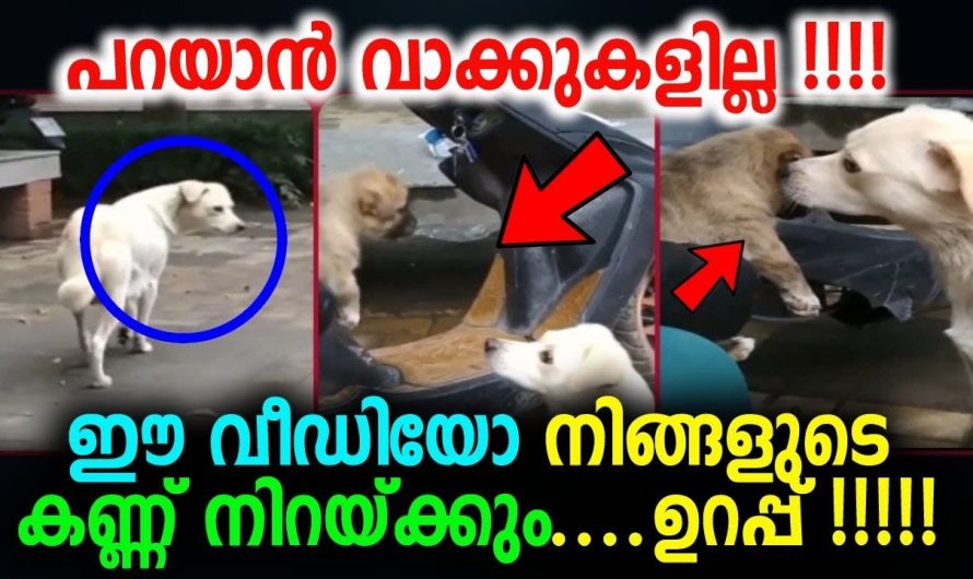 ഈ വീഡിയോ നിങ്ങളുടെ കണ്ണ് നിറയ്ക്കും ..ഉറപ്പ് !!!