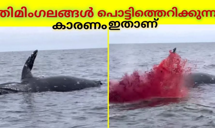 തിമിംഗലങ്ങൾ ബോംബ് പോലെ പൊട്ടിതെറിക്കുന്നു.!😱കാരണം ഇതാണ്
