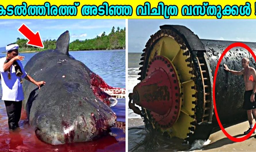 കടൽത്തീരത്ത് അടിഞ്ഞ വിചിത്ര വസ്തുക്കൾ