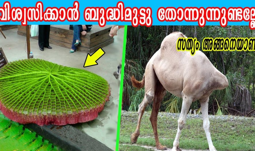 ഭൂമിയിൽ ഇങ്ങനെയും കാഴ്ചകളോ?