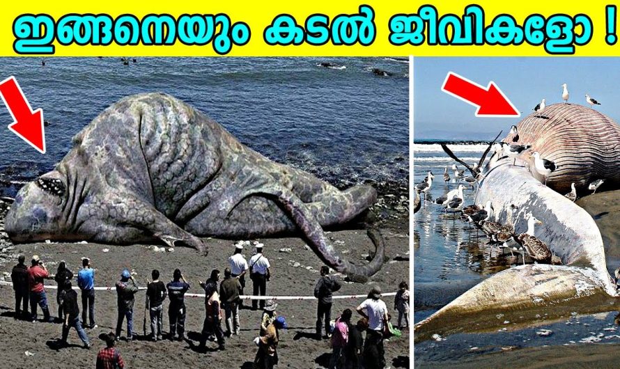 നിഗൂഢമായ സമുദ്രത്തിലെ അമ്പരപ്പിക്കുന്ന ജീവികൾ