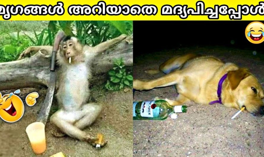 മൃഗങ്ങളുടെ രസകരമായ നിമിഷങ്ങൾ ക്യാമറയിൽ പതിഞ്ഞപ്പോൾ