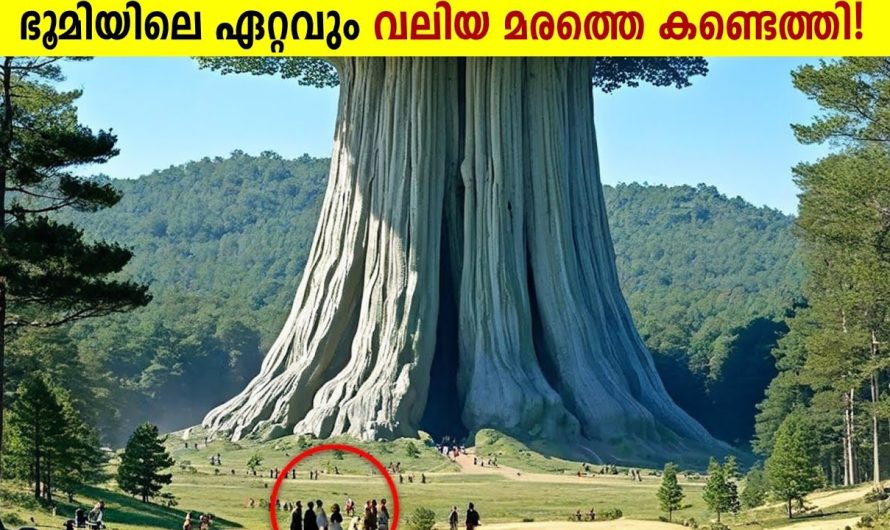 ശാസ്ത്രലോകത്തെ ഉത്തരം മുട്ടിച്ച ഭൂമിയിലെ ഏറ്റവും വലിയ മരം!😱