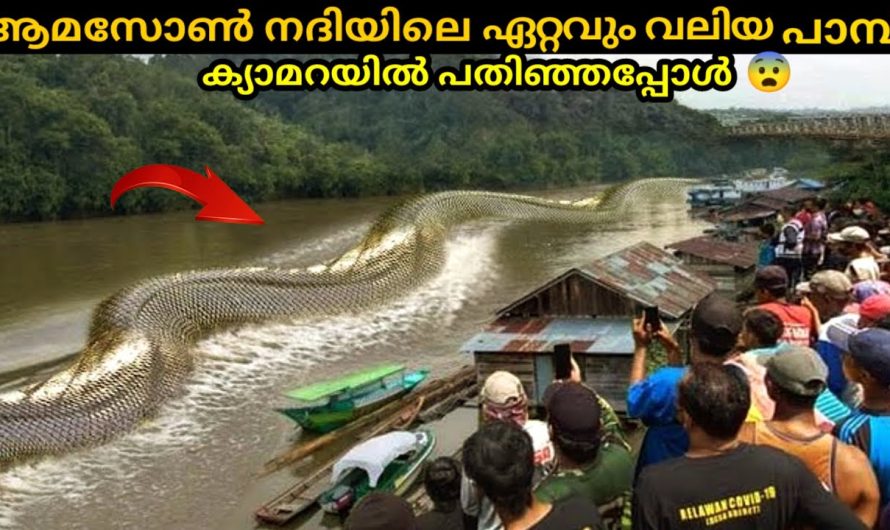 പിടിക്കപ്പെട്ട ഏറ്റവും വലിയ ജീവി..😱ഉത്തരം കിട്ടാതെ ശാസ്ത്രലോകം..