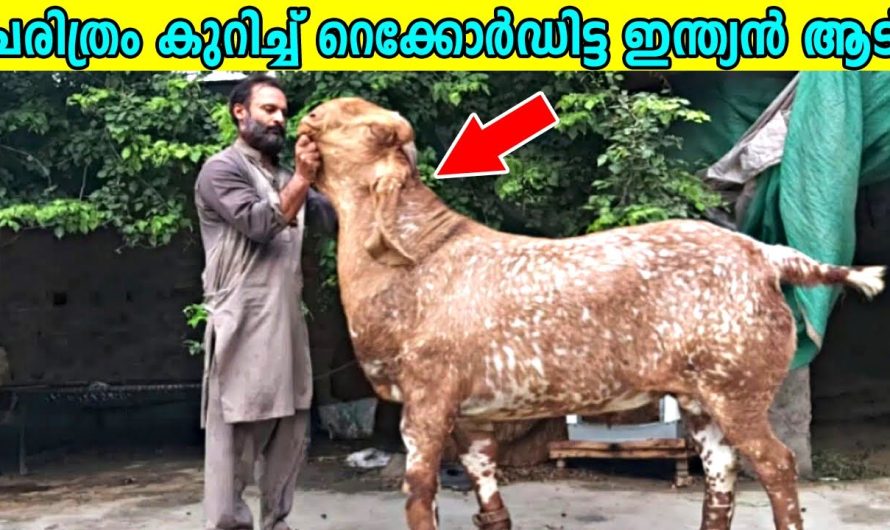 ലോകത്തിലെ ഏറ്റവും വിചിത്രമായ അത്ഭുതപ്പെടുത്തുന്ന ആടുകൾ