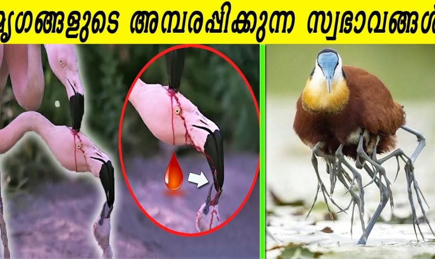 കുഞ്ഞിന് രക്തം നൽകുന്ന ഫ്ലെമിംഗോയും, കൈകോർത്ത് ഉറങ്ങുന്ന നീർനായും