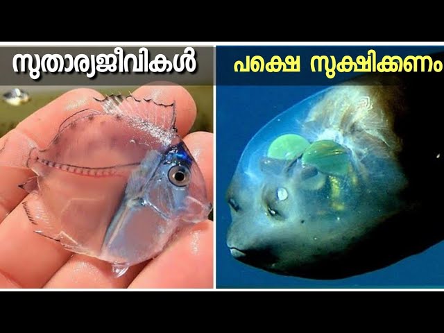 സുതാര്യ ജീവികൾ പക്ഷെ സൂക്ഷിക്കണം