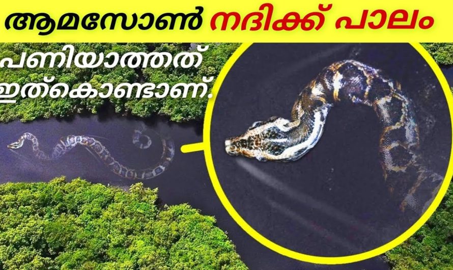 ആമസോൺ നദിക് പാലങ്ങൾ ഒന്നും പണിയാത്തത് ഇത് കൊണ്ടാണ്..