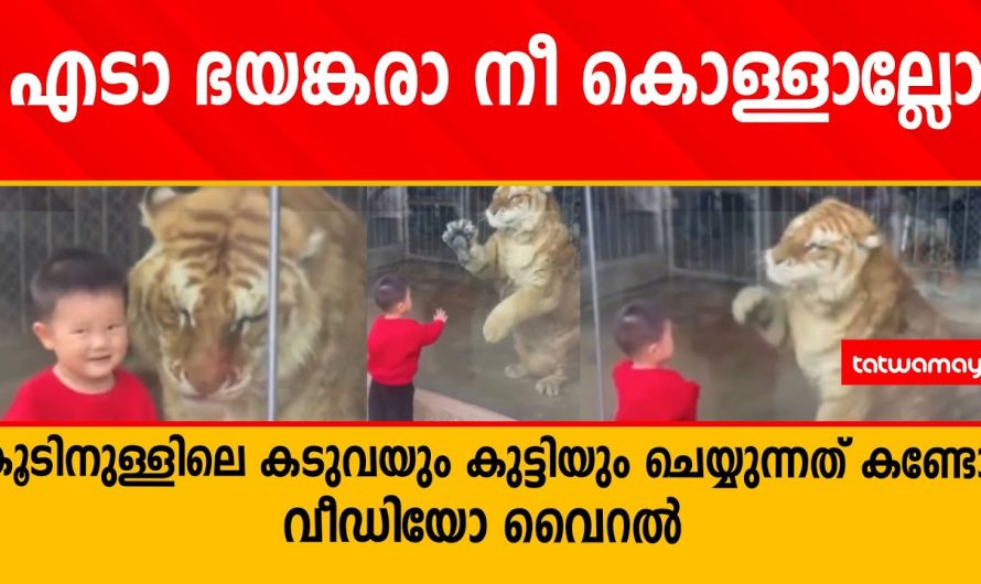 എടാ ഭ_യ_ങ്കര നീ കൊള്ളാല്ലോ കൂടിനുള്ളിലെ കടുവയും കുട്ടിയും ചെയ്യുന്നത് കണ്ടോ