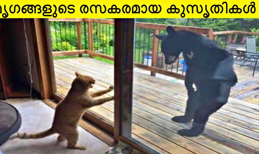 മൃഗങ്ങളുടെ രസകരമായ കുസൃതികൾ…