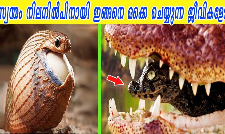 ഒരു മുട്ടയ്ക്ക് വേണ്ടി ദംഷ്ട്രയും വിഷവും വരെ ഉപേക്ഷിക്കുന്ന പാമ്പ്
