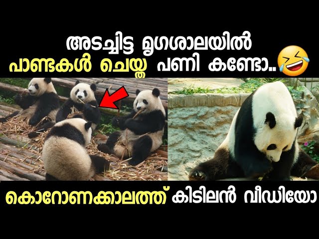 പാണ്ടകൾ ചെയ്ത പണി കണ്ടോ   (കിടിലൻ വീഡിയോ)