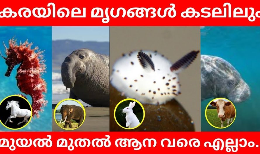 കരയിലെ മൃഗങ്ങൾ എല്ലാം കടലിലും..😱