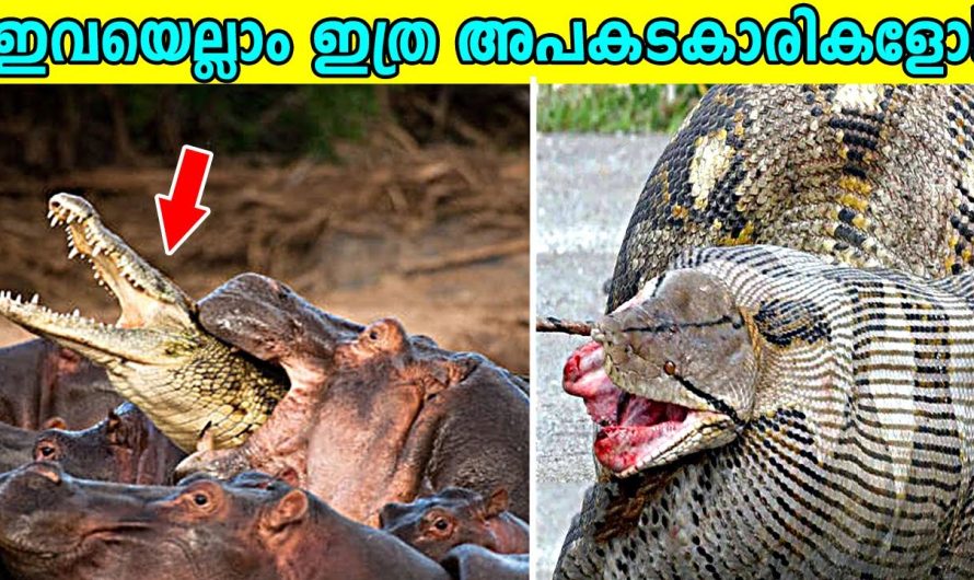 ഈ ജീവികൾ ഇത്ര അപകടകാരികളോ
