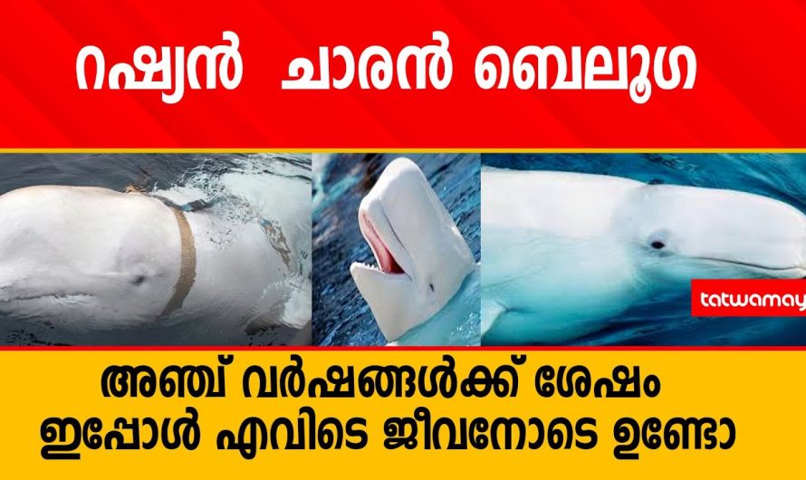 റഷ്യൻ ചാരൻ ബെലൂഗ അഞ്ച് വർഷങ്ങൾക്ക് ശേഷം ഇപ്പോൾ ഇവിടെ? ജീവനോടെ ഉണ്ടോ