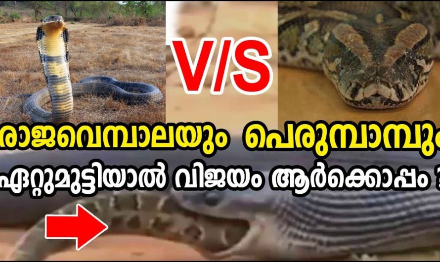 രാജവെമ്പാലയും പെരുംപാമ്പും ഏറ്റുമുട്ടിയാല്‍