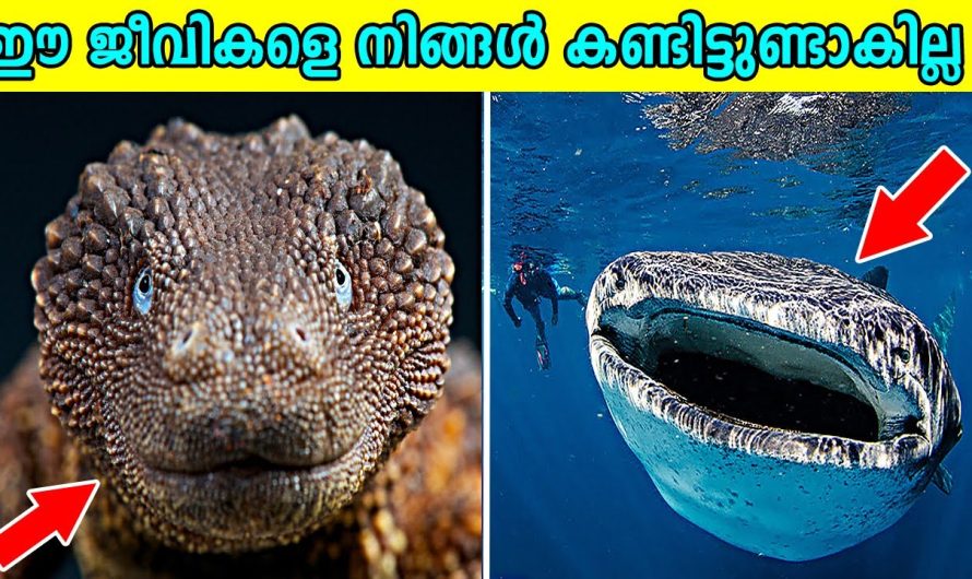 അപൂർവമായി കാണുന്ന വിചിത്ര ജീവികൾ