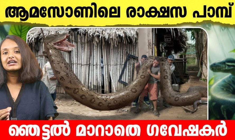 ആമസോണിലെ ഭീമൻ പാമ്പിനെ കണ്ട് അമ്പരന്ന് ശാസ്ത്ര ലോകം