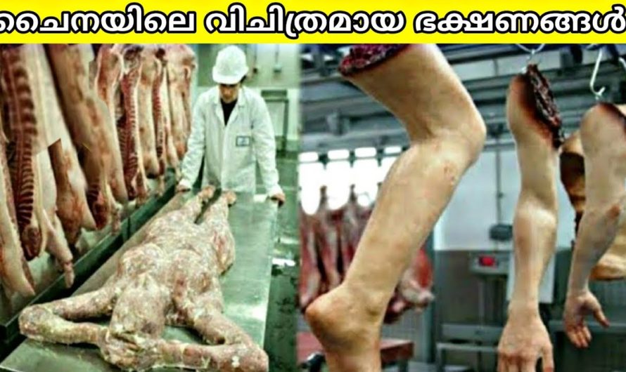ചൈനയിൽ മാത്രം നിലനിൽക്കുന്ന അസാധാരണ ഭക്ഷണങ്ങൾ!