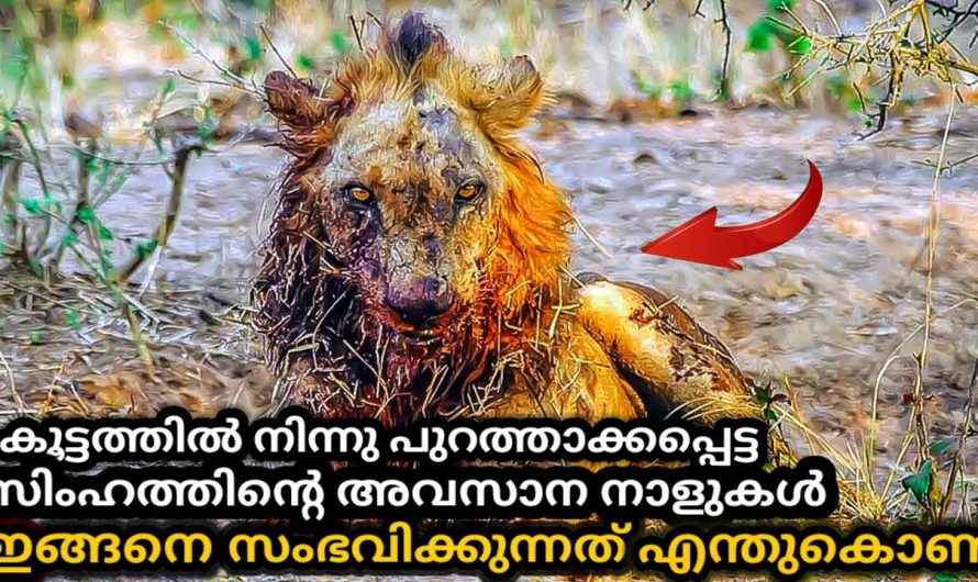 കൂട്ടത്തിൽ നിന്ന് പുറത്താക്കപ്പെട്ട സിംഹത്തിൻ്റെ അവസാന നിമിഷങ്ങൾ
