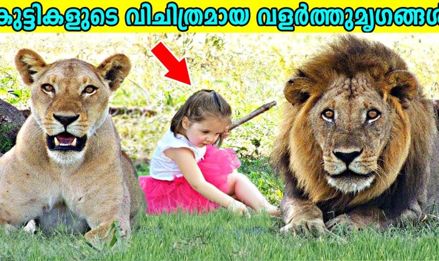 കുട്ടികളുടെ വിചിത്രമായ വളർത്തുമൃഗങ്ങൾ