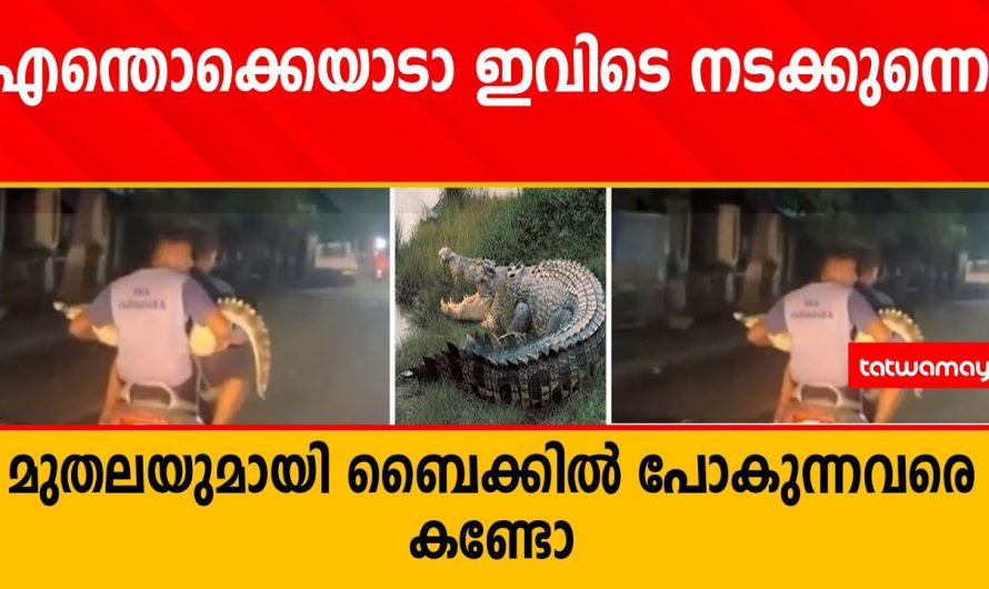 എന്തൊക്കെയാടാ ഇവിടെ നടക്കുന്നെ മുതലയുമായി ബൈക്കില്‍ പോകുന്നവരെ കണ്ടോ വീഡിയോ വൈറൽ