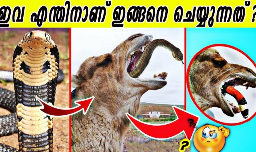 ചുറ്റുമുണ്ടായിട്ടും അറിയാത്ത കാഴ്ചകൾ