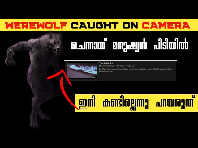 ചെന്നായ് മനുഷ്യൻ പിടിയിൽ😱😱