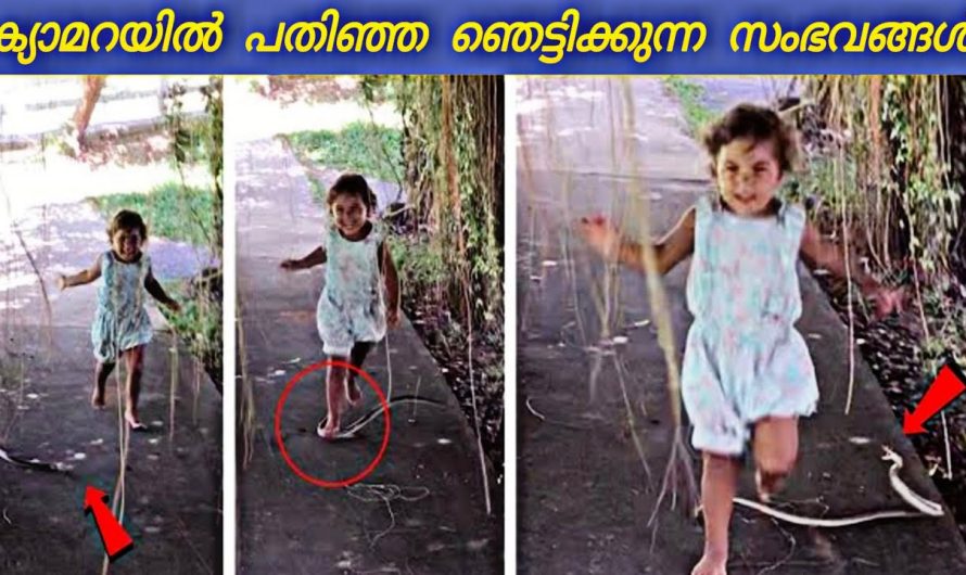 പാമ്പ് കുട്ടിയുടെ മുന്നിൽ വന്നപ്പോൾ!😰 ക്യാമറയിൽ പതിഞ്ഞ സംഭവങ്ങൾ
