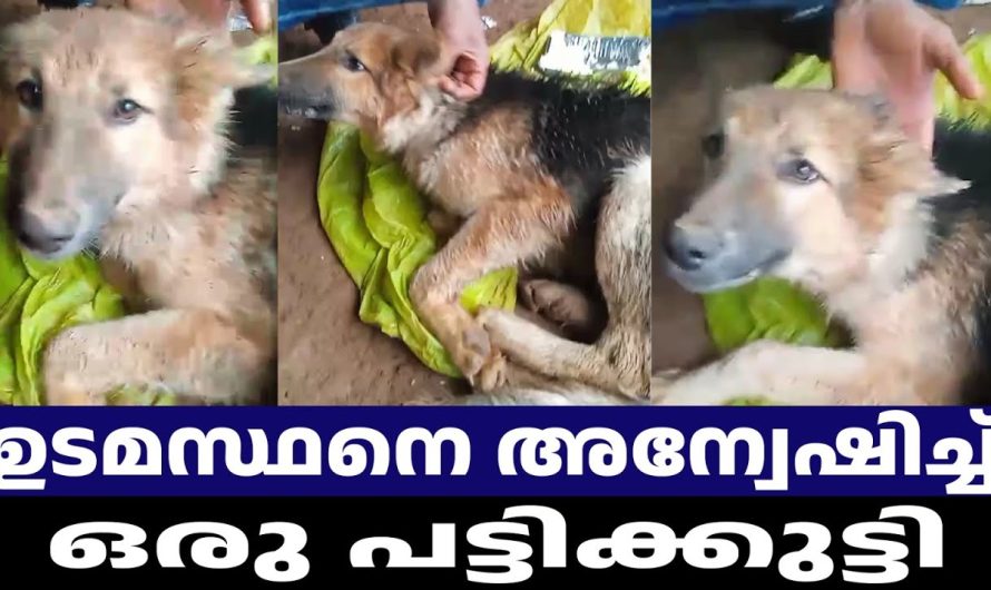 ഭക്ഷണം പോലും കഴിക്കാതെ ഉടമസ്ഥനെ അന്വേഷിക്കുന്നു