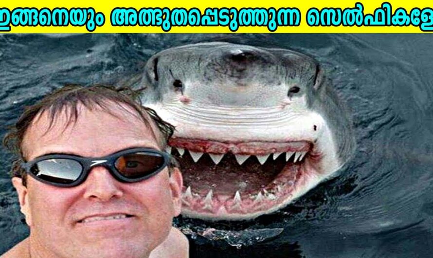 അത്ഭുതപ്പെടുത്തുന്ന സെൽഫികൾ